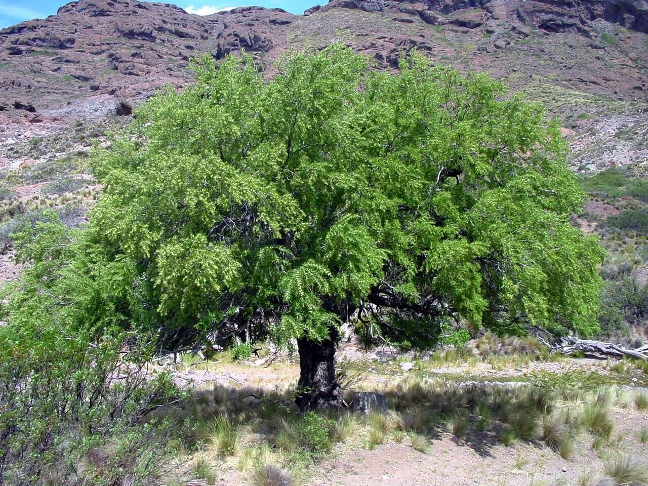 Image of Chacaya trinervis (Gillies ex Hook.) Escalante