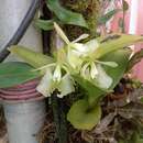 Image of Epidendrum barbeyanum Kraenzl.