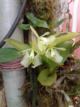 Image of Epidendrum barbeyanum Kraenzl.