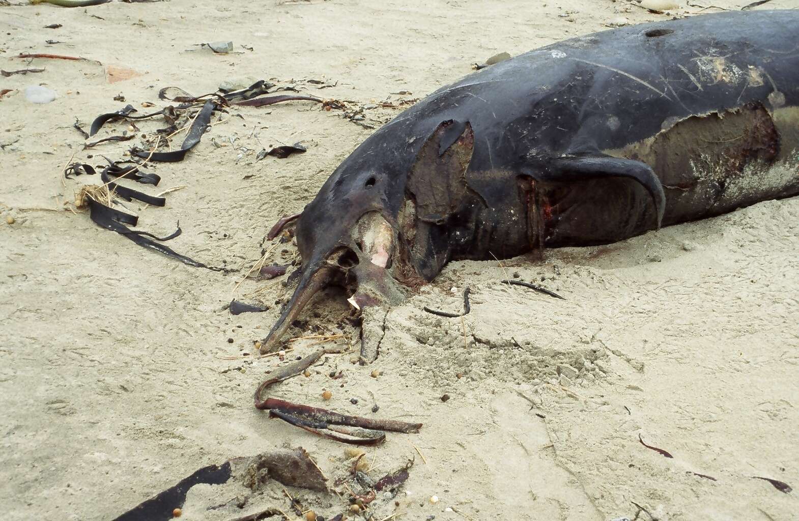 Imagem de Mesoplodon grayi von Haast 1876