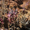 Image de Reaumuria turkestanica Gorschkowa