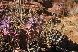 Image de Reaumuria turkestanica Gorschkowa