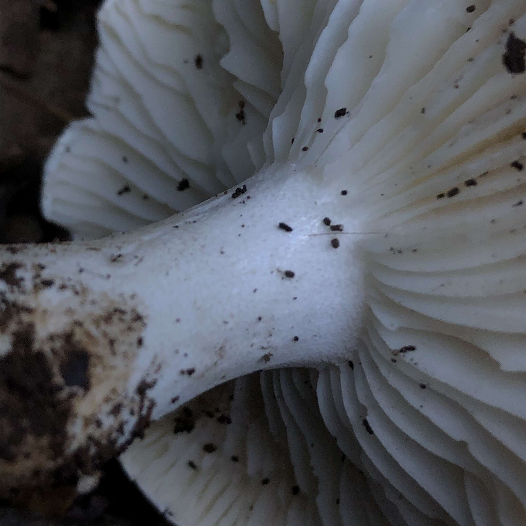 Image de Hygrophorus leucophaeo-ilicis Bon & Chevassut 1985