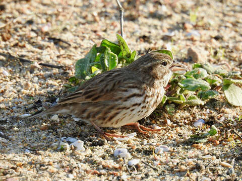 Passerculus sandwichensis rostratus (Cassin 1852) resmi