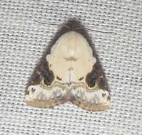 صورة Eublemma ecthaemata Hampson 1896