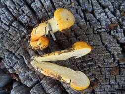 Image of Hygrophorus siccipes A. H. Sm. & Hesler 1954