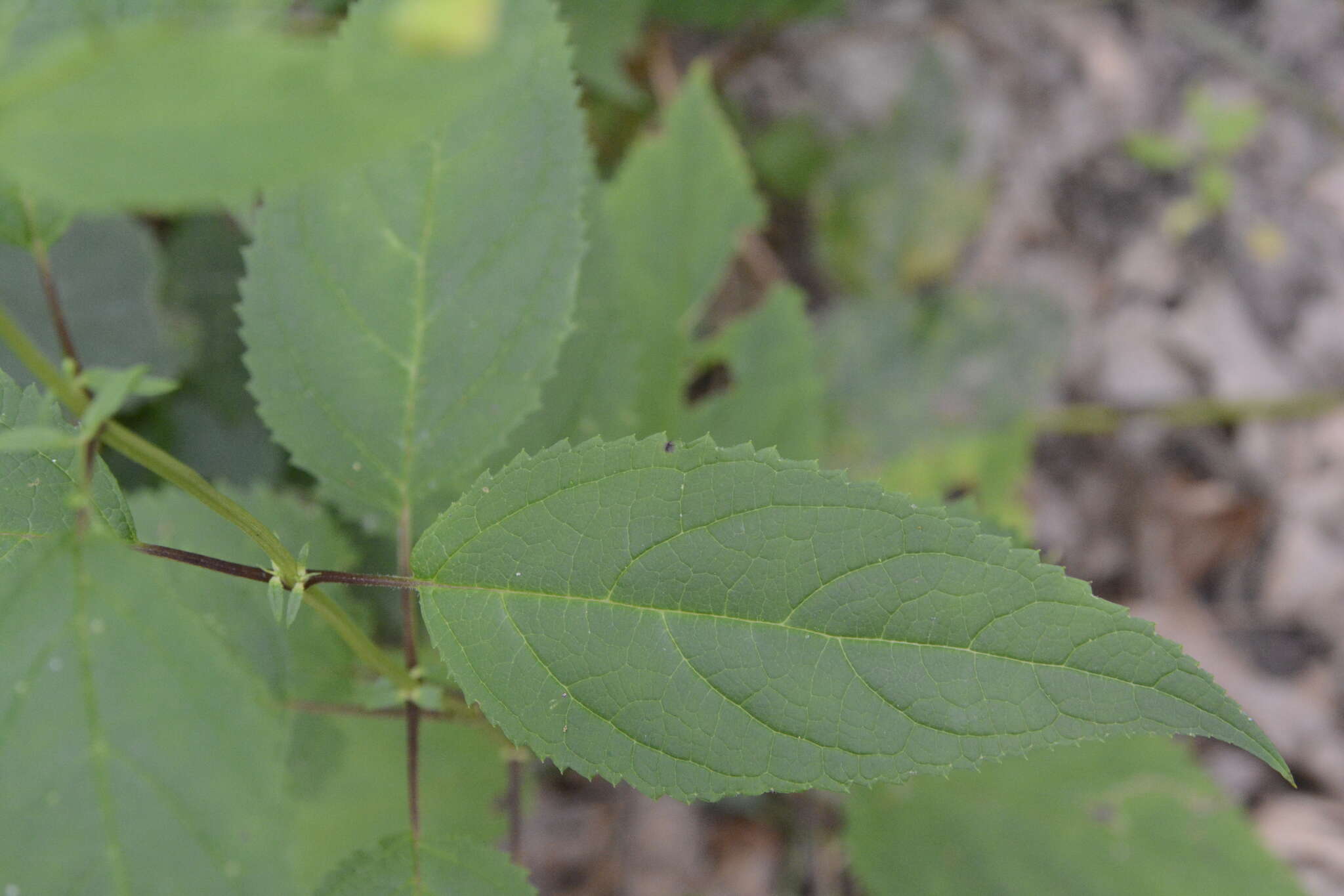 Image of American figwort