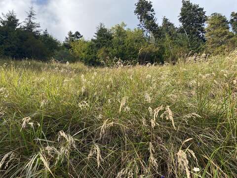 Image de Calamagrostis cainii Hitchc.