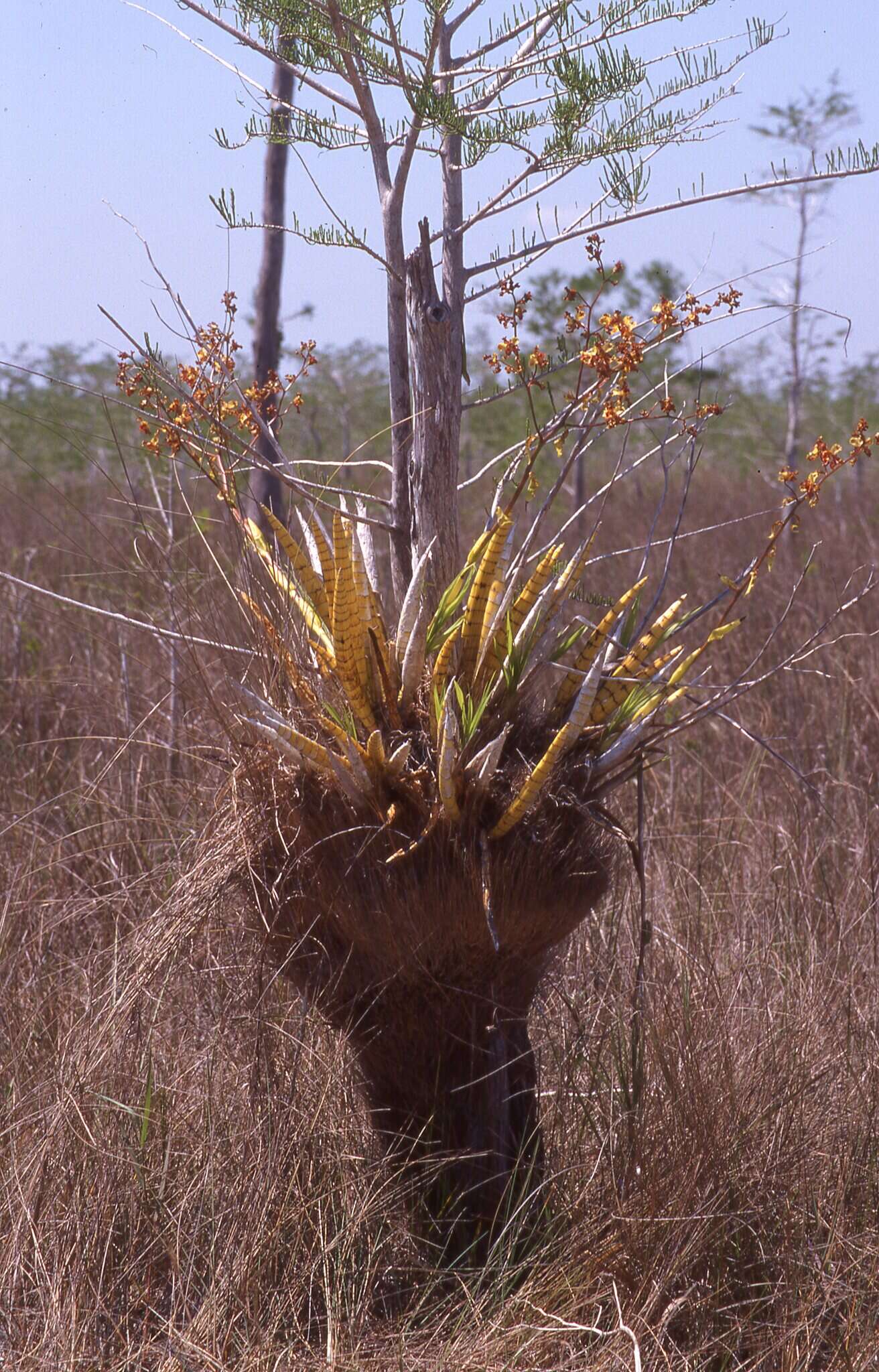 Imagem de Cyrtopodium punctatum (L.) Lindl.