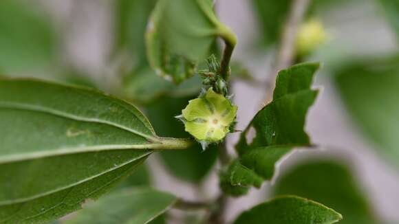 Image of Hibiscus purpusii T. S. Brandeg.