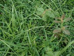 Image of Setaria flavida (Retz.) Veldkamp