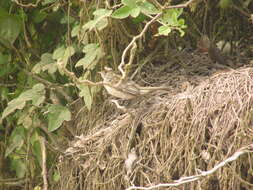 Image of Elaenia albiceps modesta Tschudi 1844