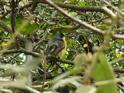 Image of Common Tody-Flycatcher