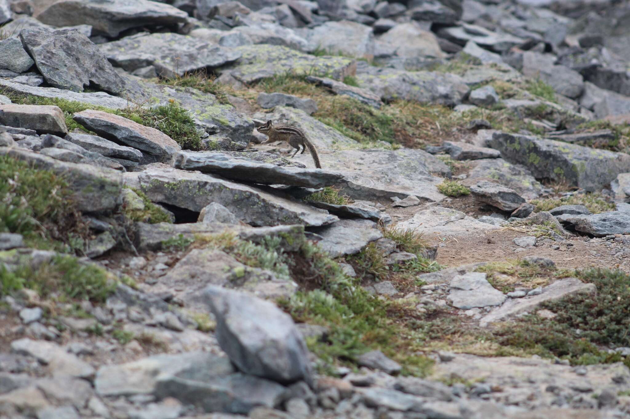 Image of Townsend’s Chipmunk