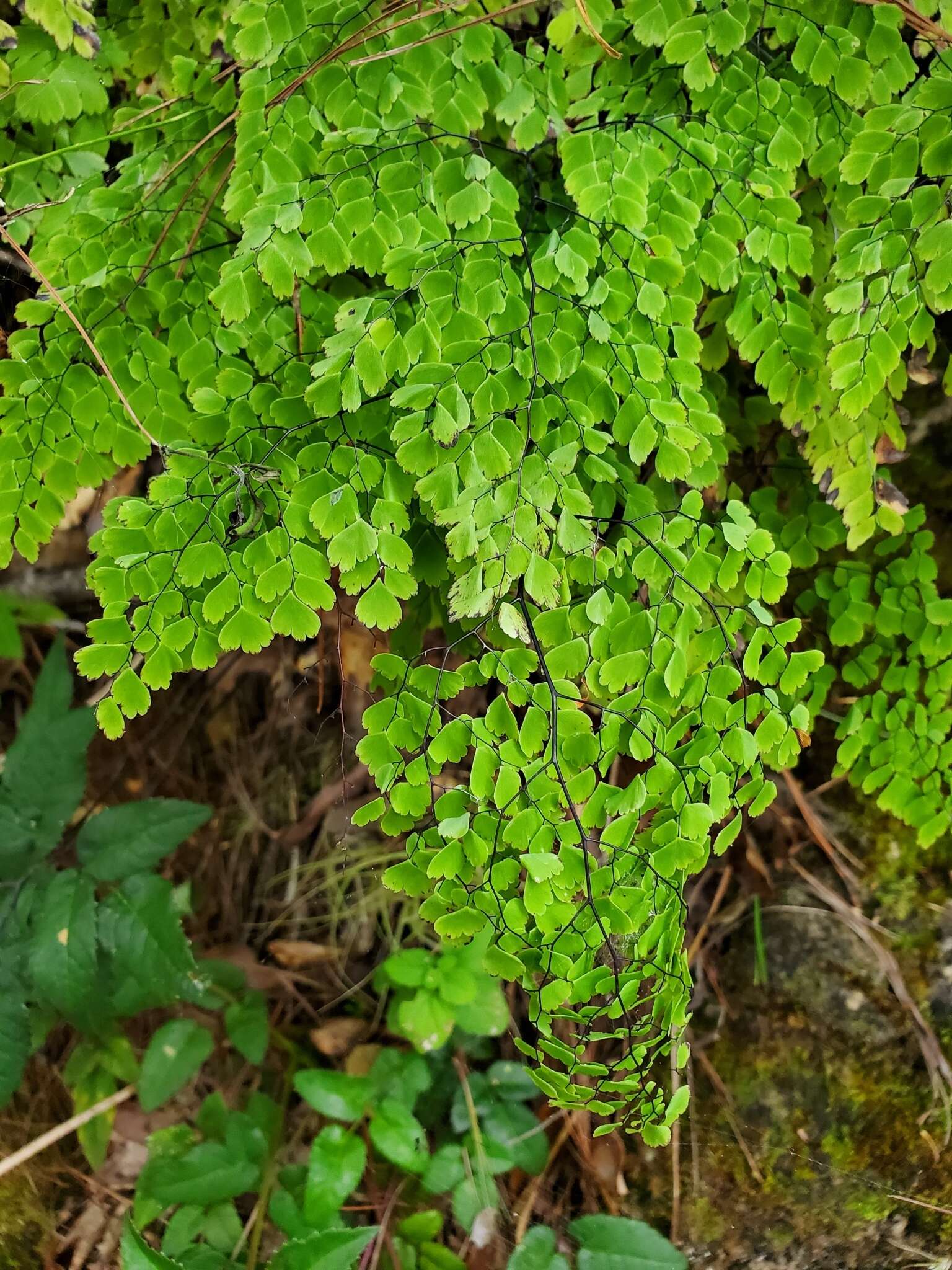 Adiantum andicola Liebm.的圖片