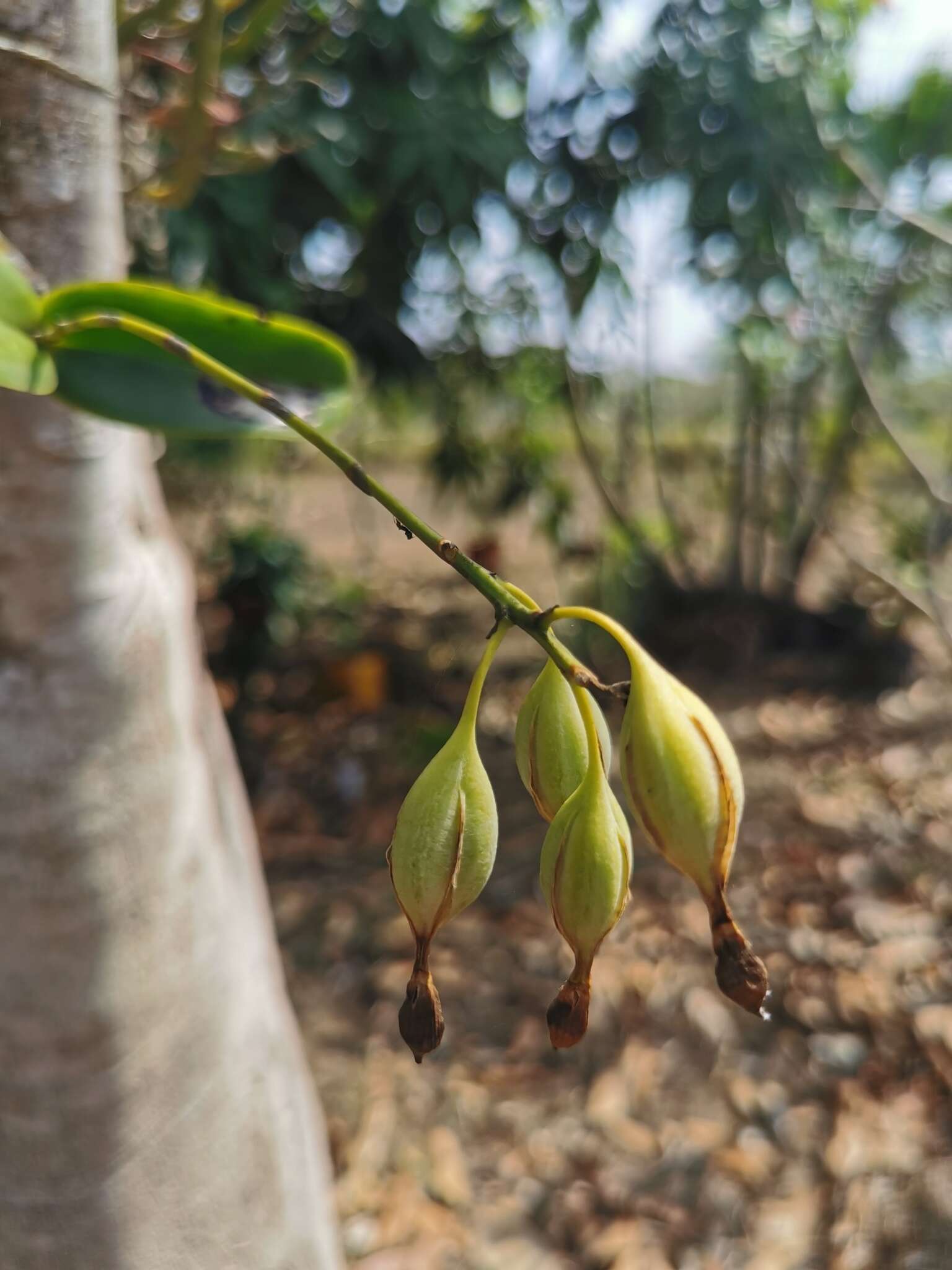 Image of Little Virgin orchid