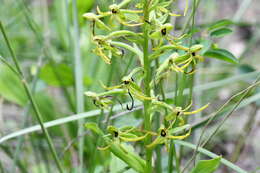 Habenaria novemfida Lindl. resmi