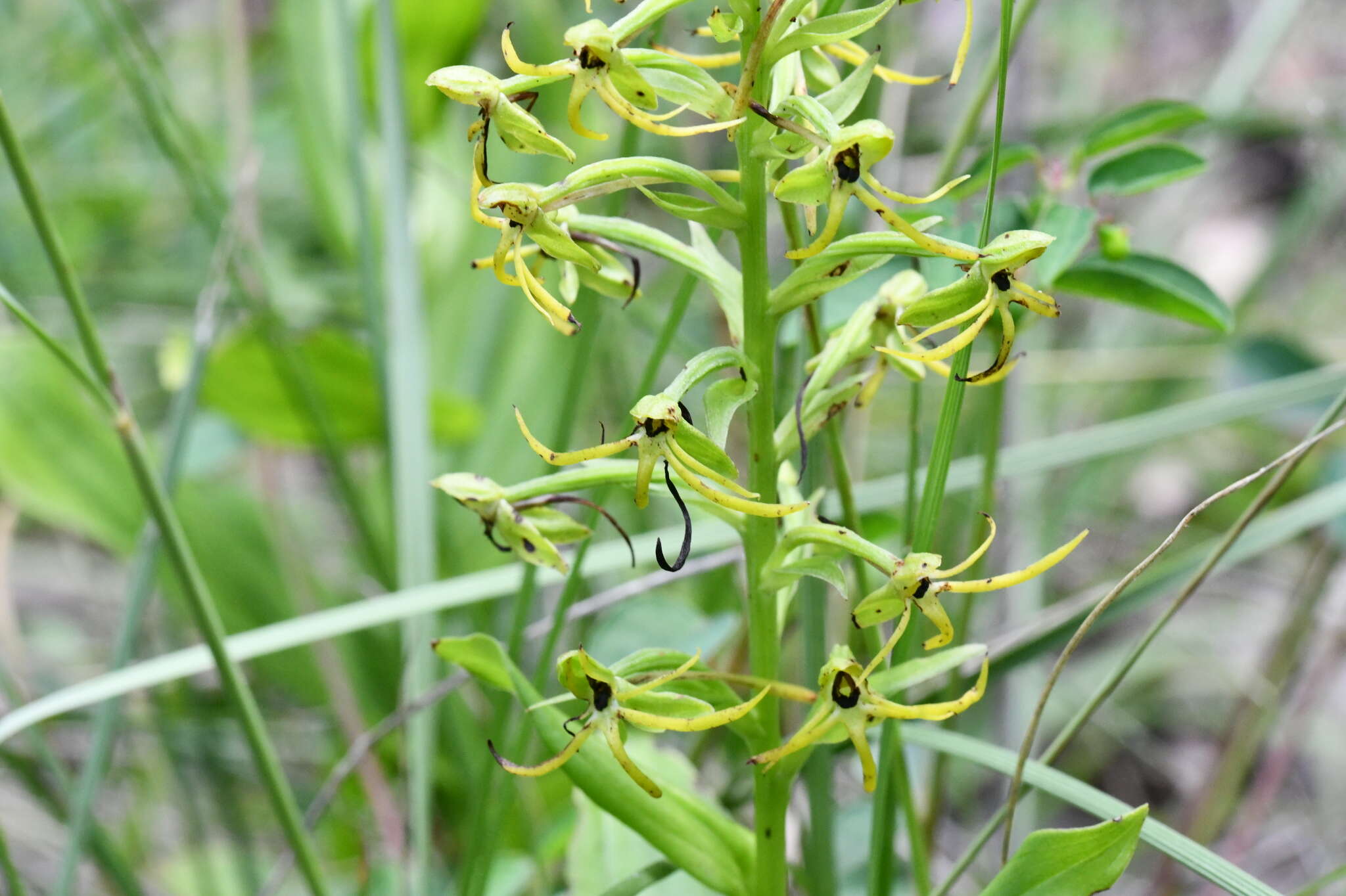 Habenaria novemfida Lindl. resmi