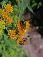 Image of Acmaeodera mudgei Westcott 2002