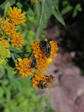 Image of Acmaeodera mudgei Westcott 2002