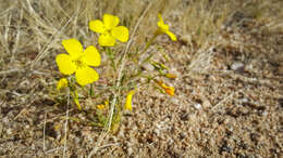 Image of Mojave suncup