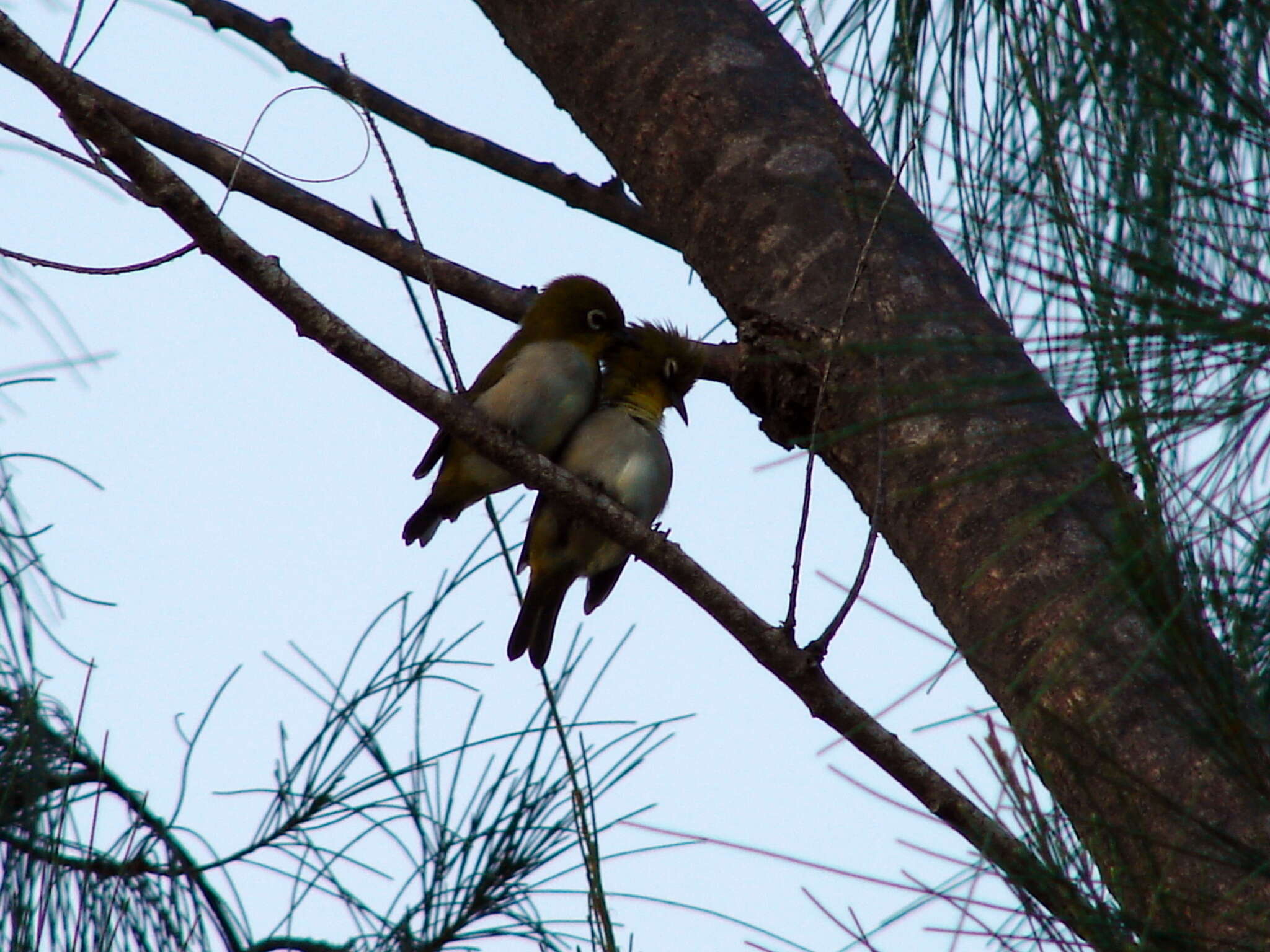 صورة Zosterops maderaspatanus (Linnaeus 1766)