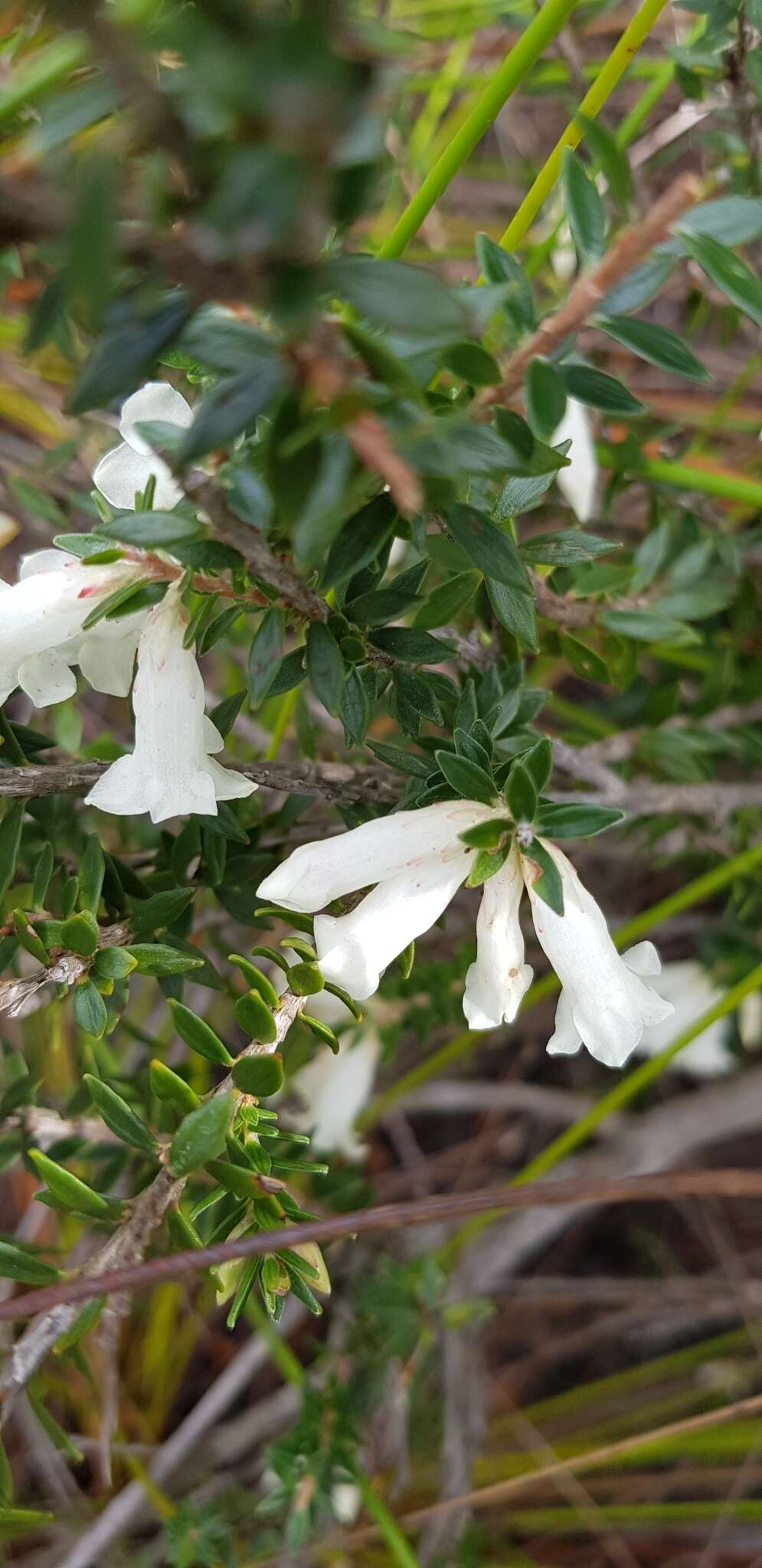 Imagem de Epacris obtusifolia Sm.