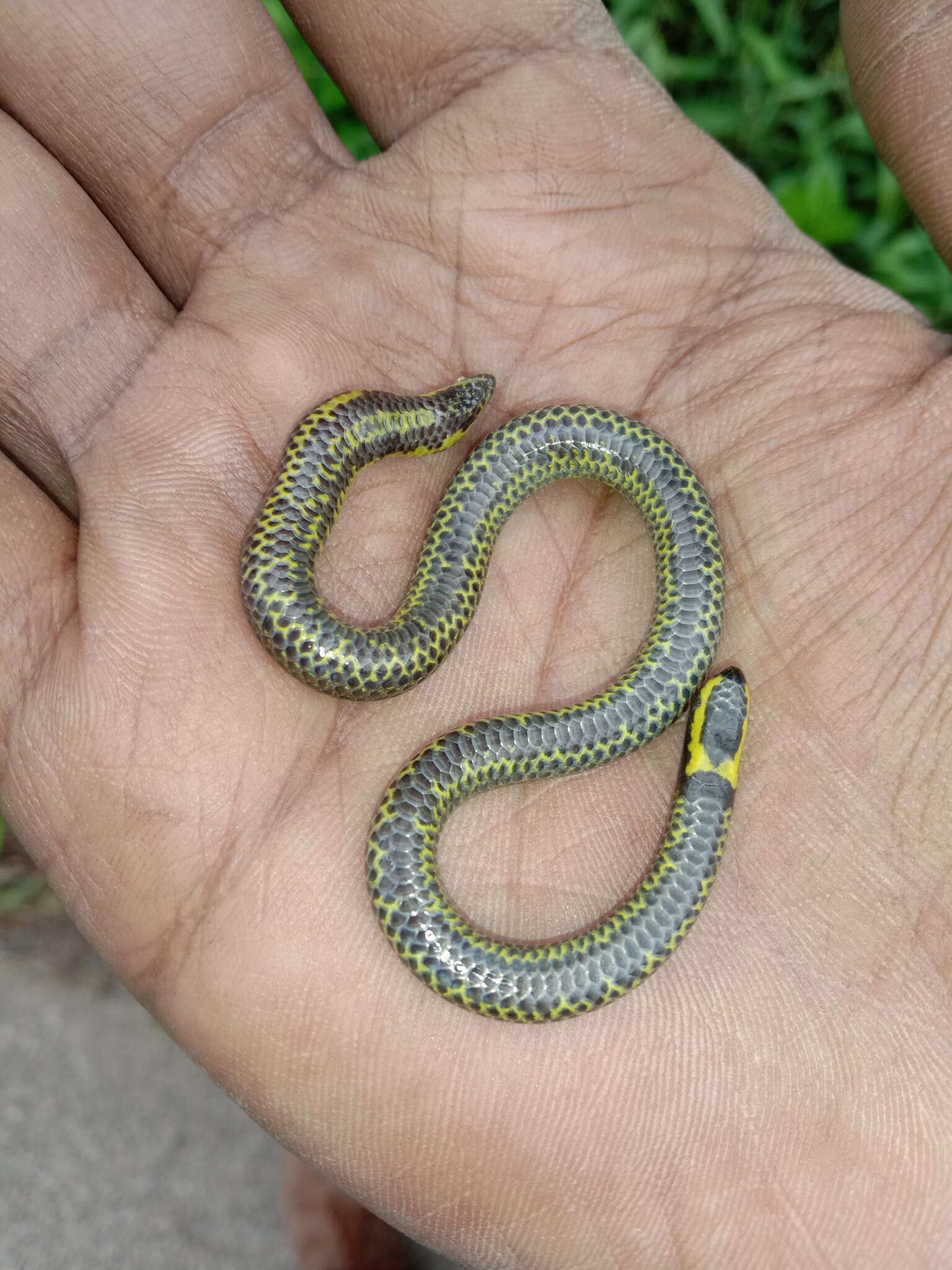 Sivun Uropeltis ellioti (Gray 1858) kuva