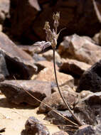 Image of Allium desertorum Forssk.