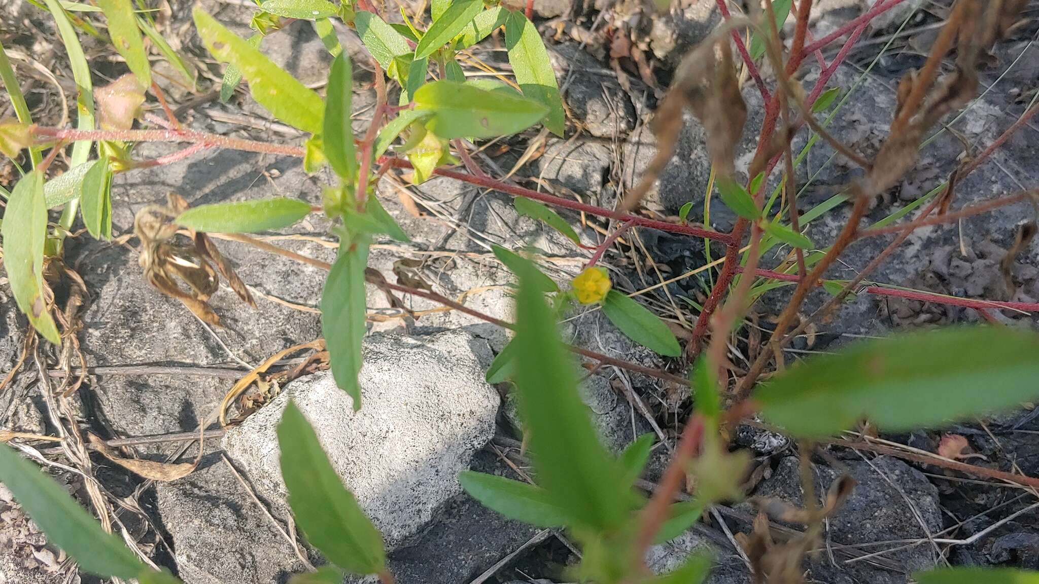 Image of hispid false mallow