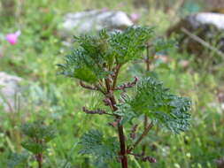 Image de Urtica atrovirens Req. ex Loisel.