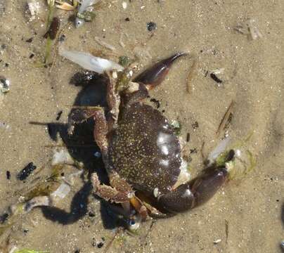 Image of Gulf stone crab