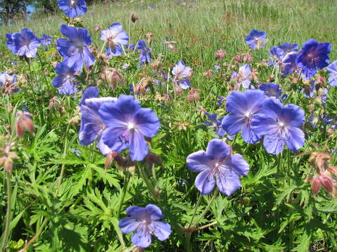 Imagem de Geranium sergievskajae