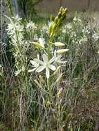 Imagem de Camassia leichtlinii subsp. leichtlinii