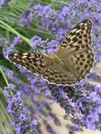 Image of Argynnis paphia valesina Esper 1800