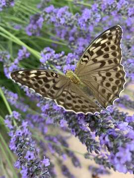 Image of Argynnis paphia valesina Esper 1800