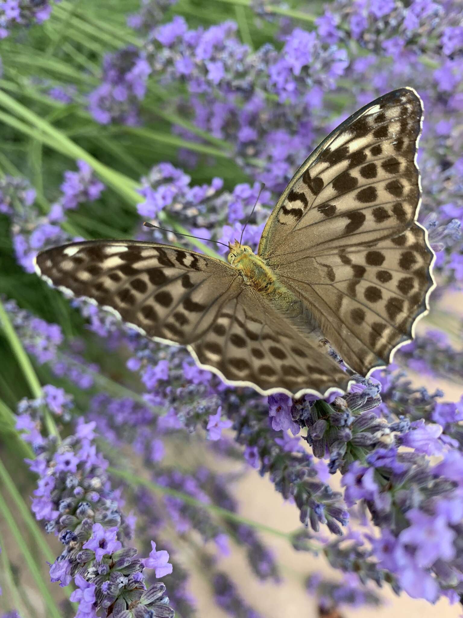 Imagem de Argynnis paphia valesina Esper 1800