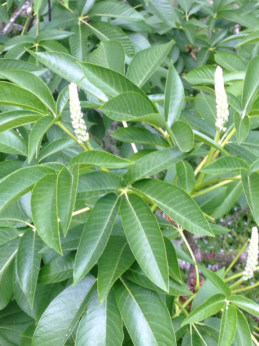 Image of California buckeye