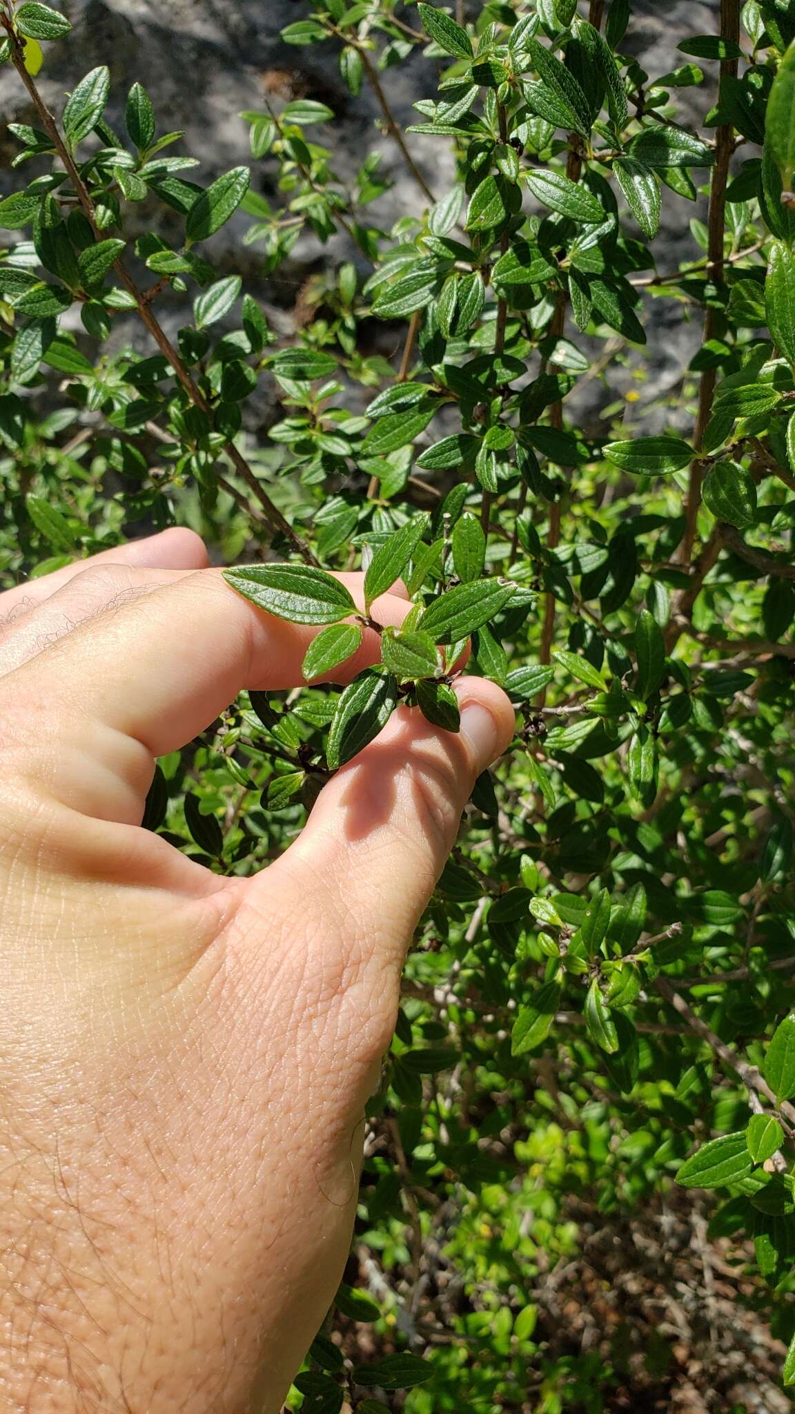 Image of Texas mock orange