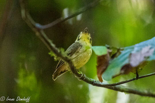 Platyrinchus coronatus Sclater & PL 1858的圖片