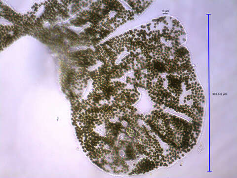 Microcystis wesenbergii的圖片