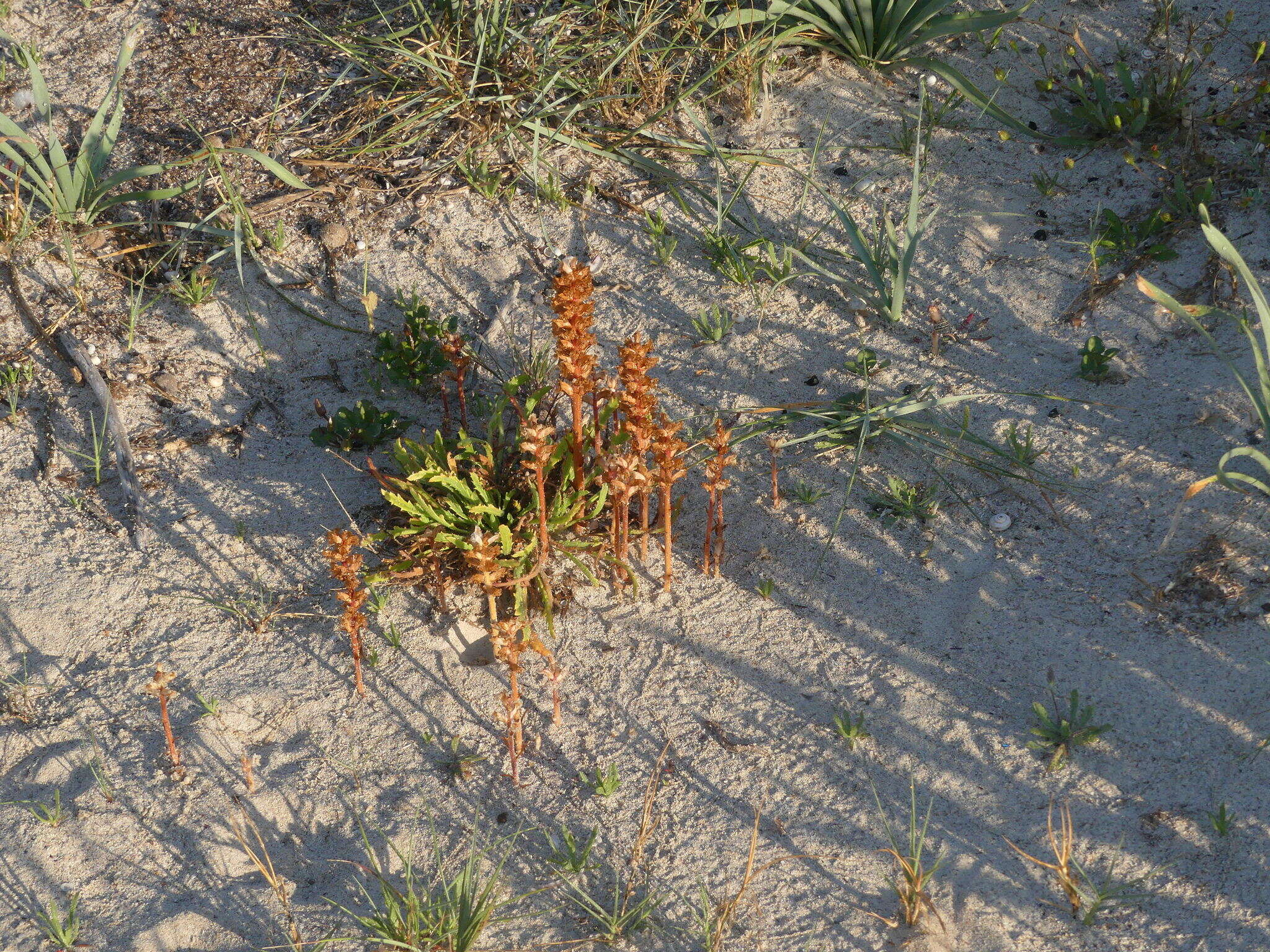 Imagem de Orobanche litorea Guss.