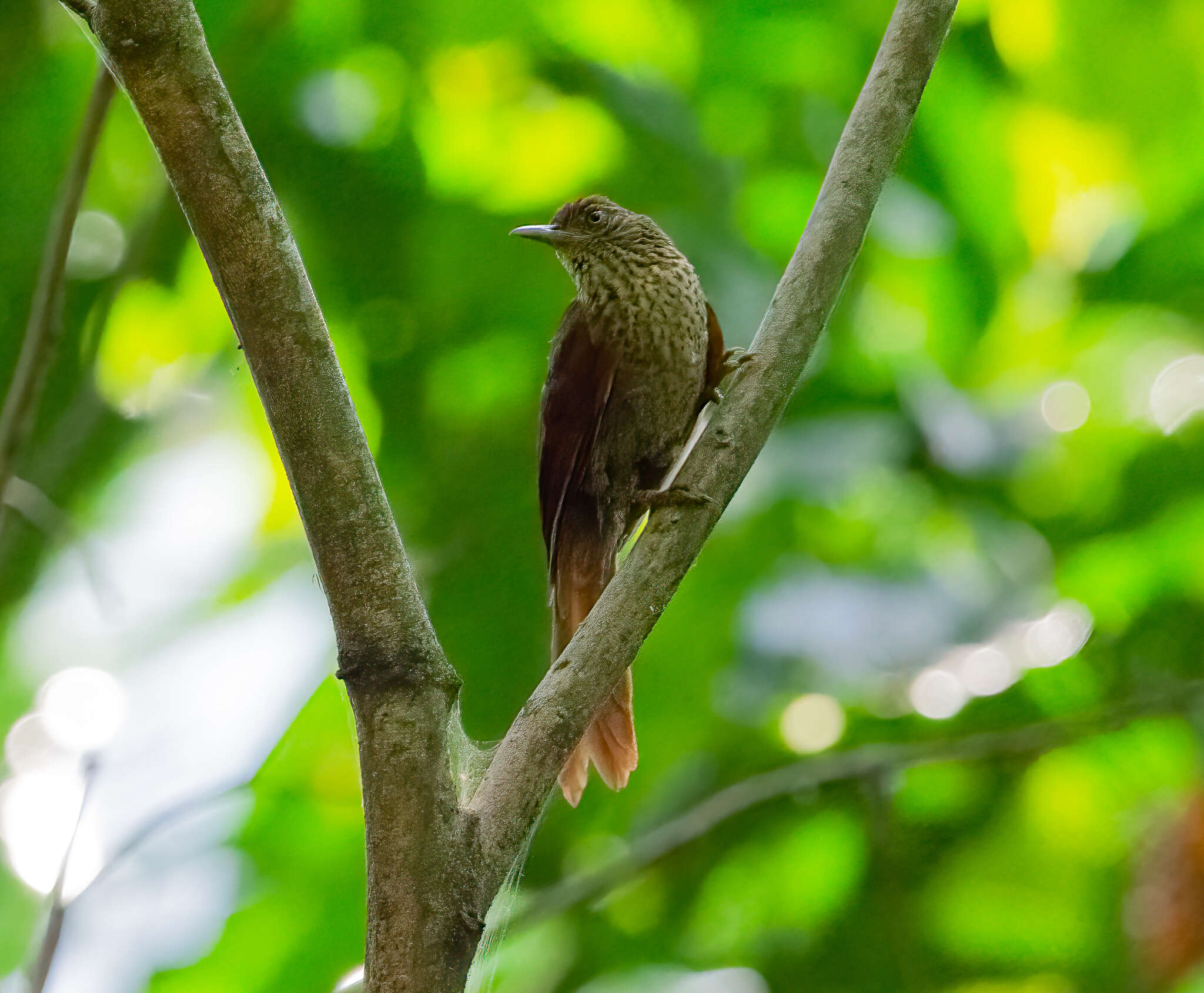 Image of Speckled Spinetail