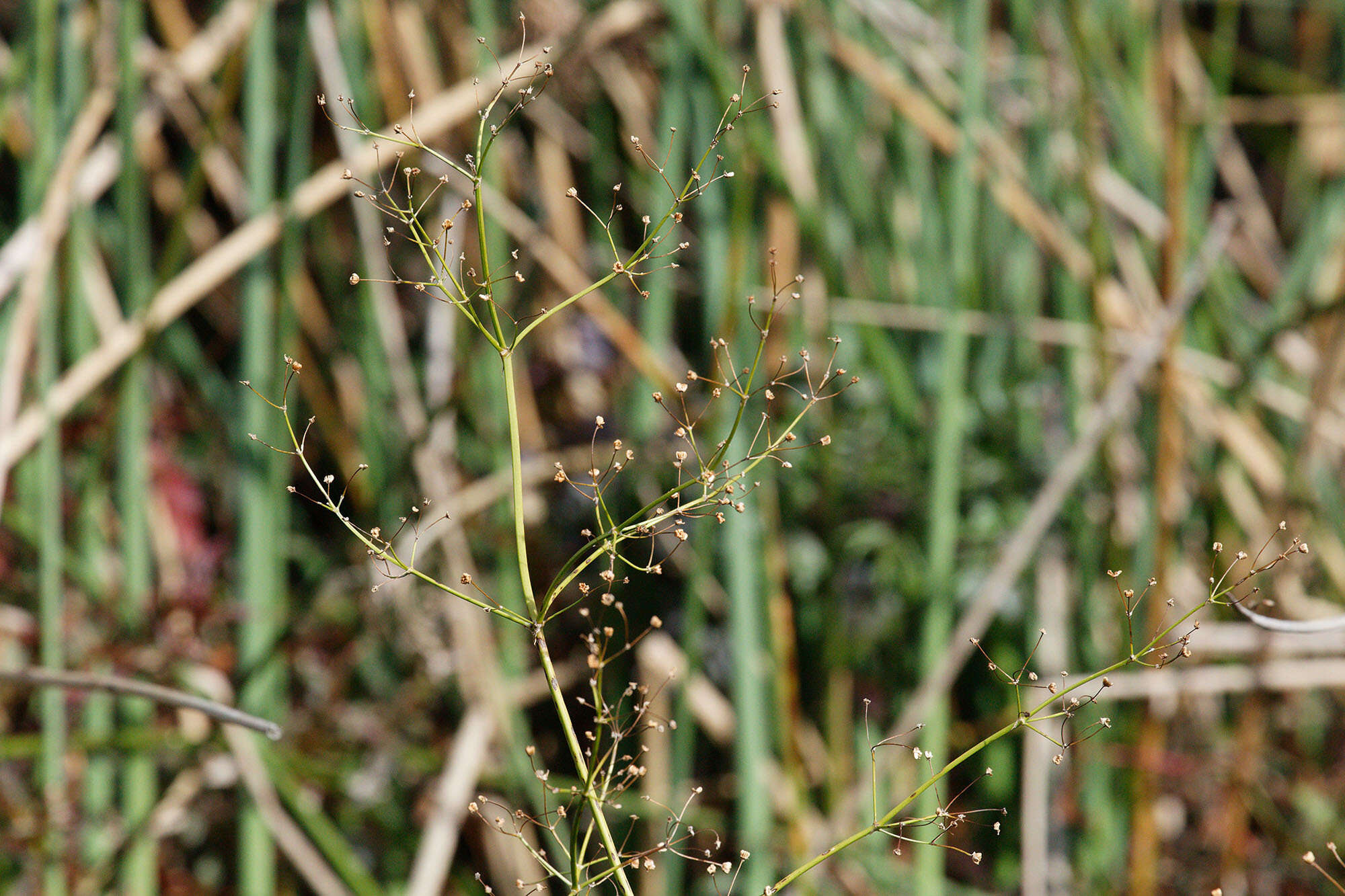 Image of Common Water-plantain