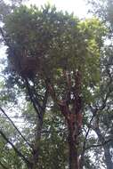 Image of Texas madrone