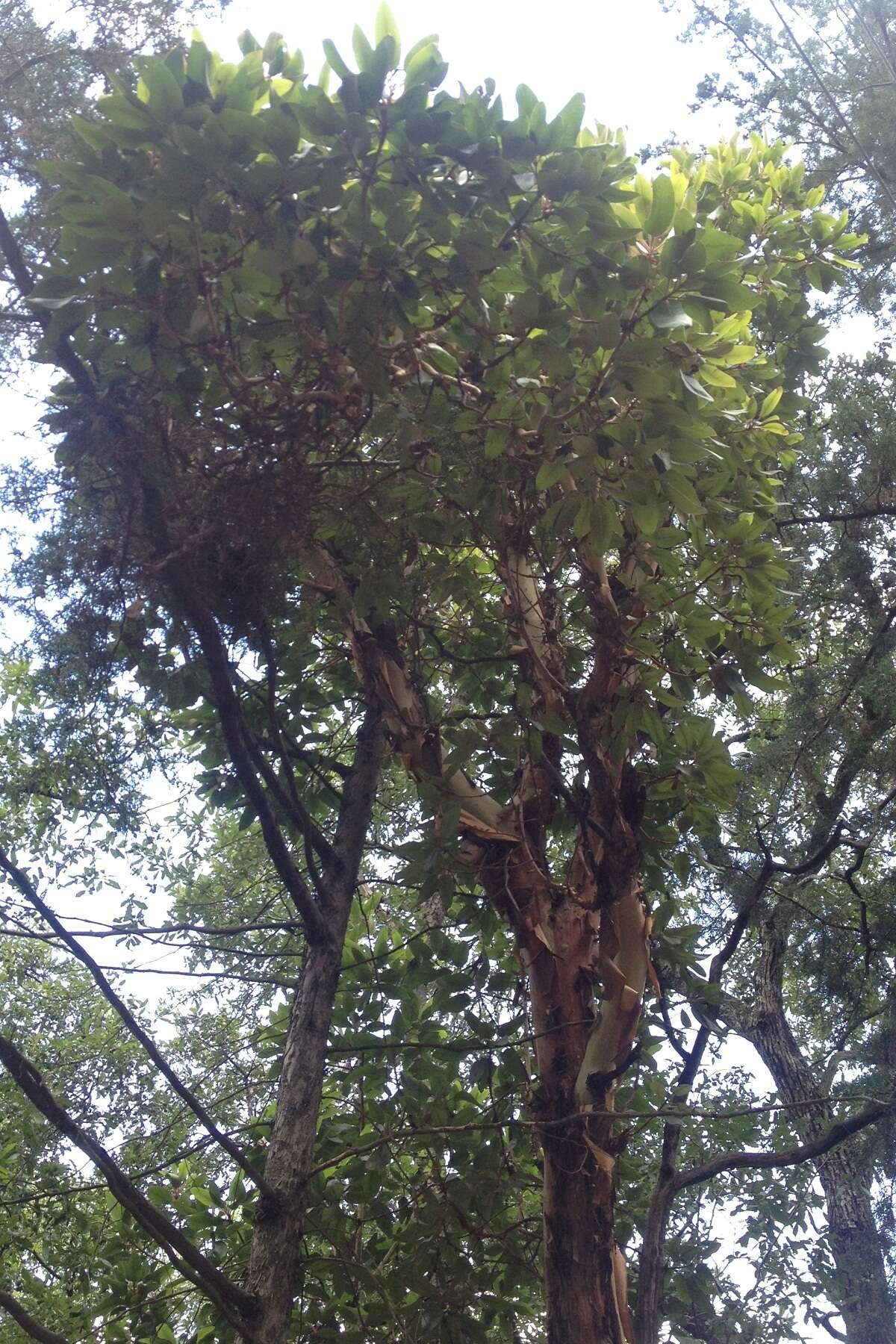 Image of Texas madrone