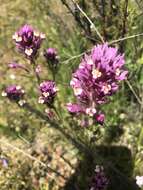 Image of denseflower Indian paintbrush