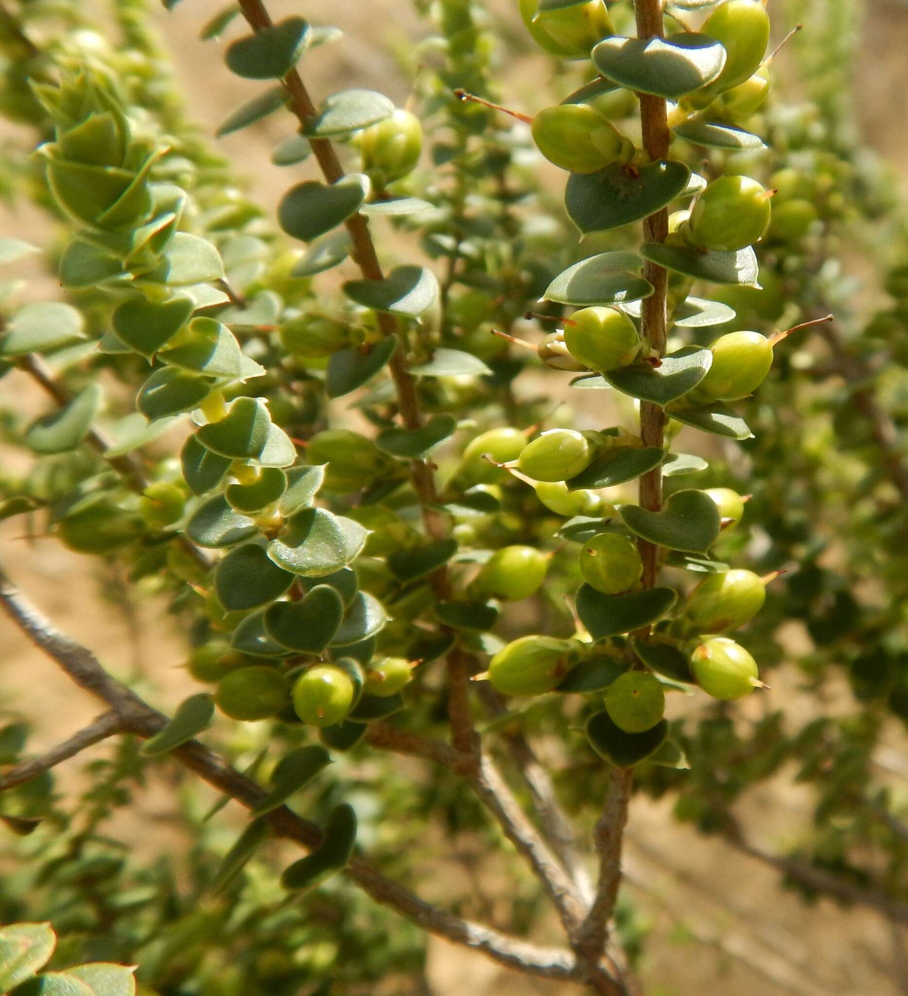 Image of Leucopogon cordifolius Lindl.