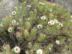 Plancia ëd Protea scolymocephala (L.) Reich.