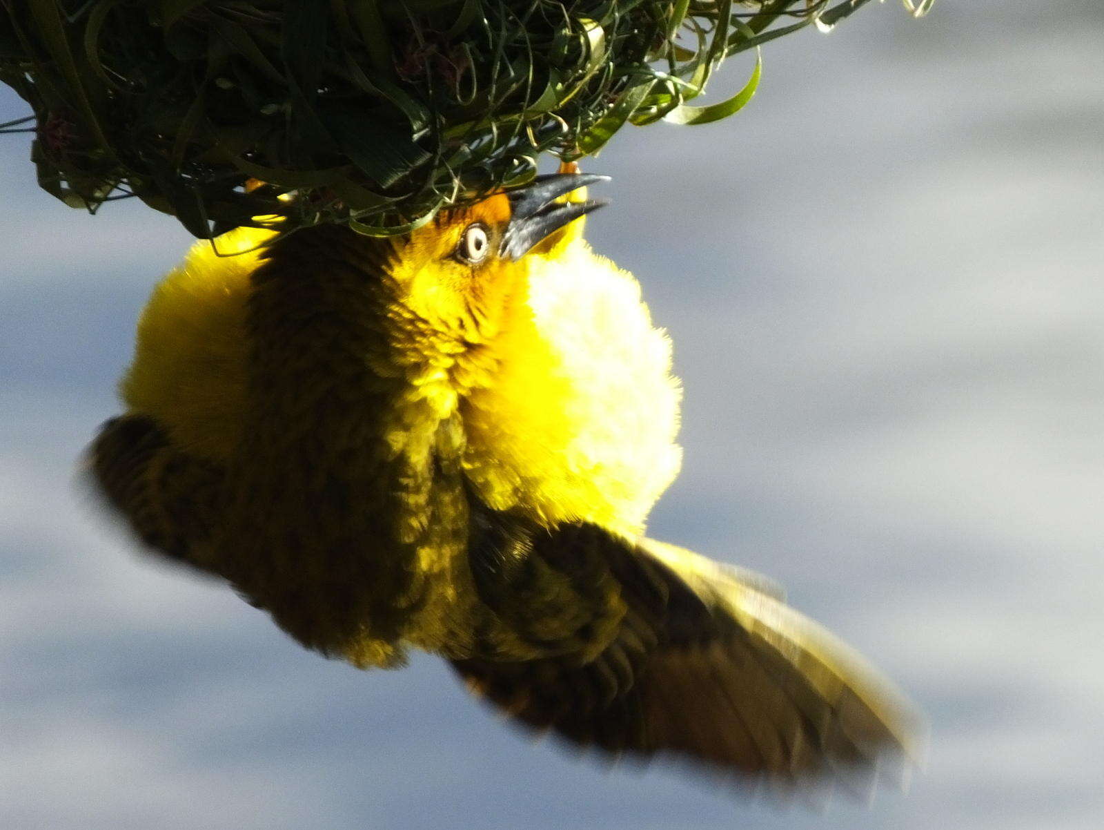 Image of Cape Weaver